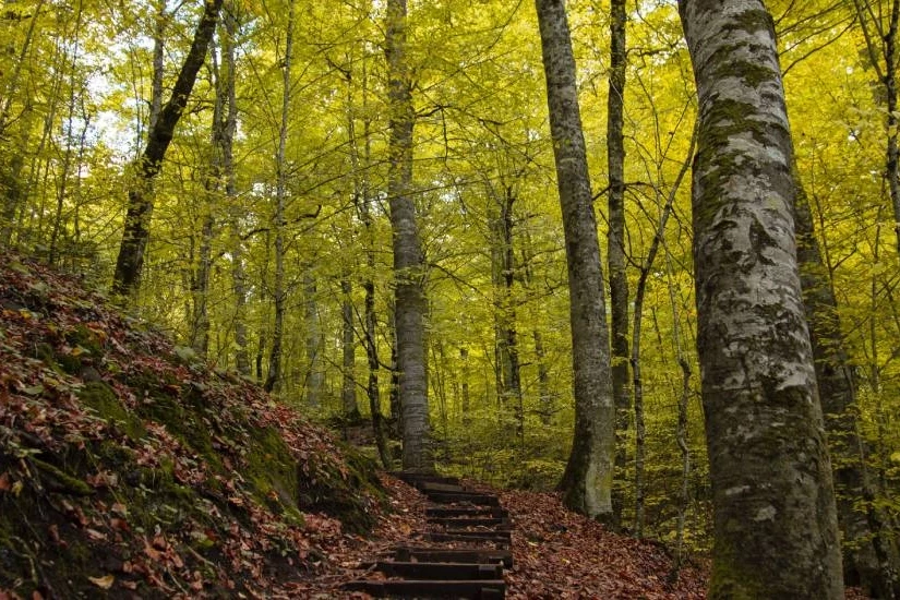 Bolu ormanlarına girişler 30 Eylül