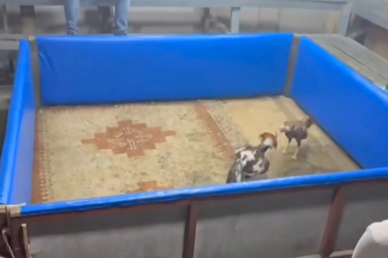 Kahvehanede horoz dövüşüne polis baskını