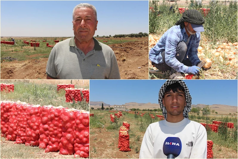 Mardin’de soğan hasadı başladı: Çiftçi emeğinin karşılığını alamamaktan şikayetçi