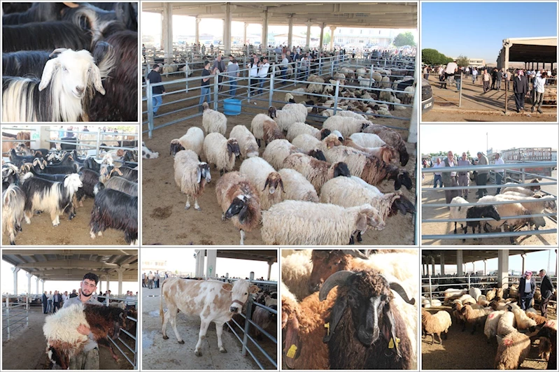 Kurbanlıklar pazara çıktı, gözler bayram satışlarında