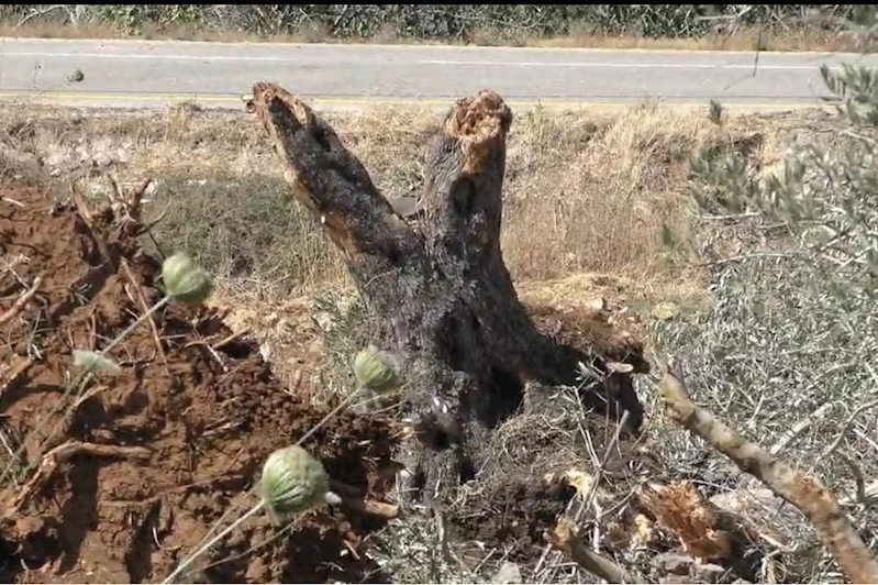 Siyonist yerleşimci çeteler, Filistinlilerin arazilerini tahrip etmeye devam ediyor