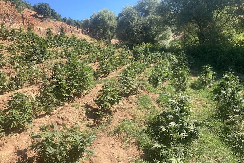 Bingöl’de 19 bin 513 kök skunk ele geçirildi