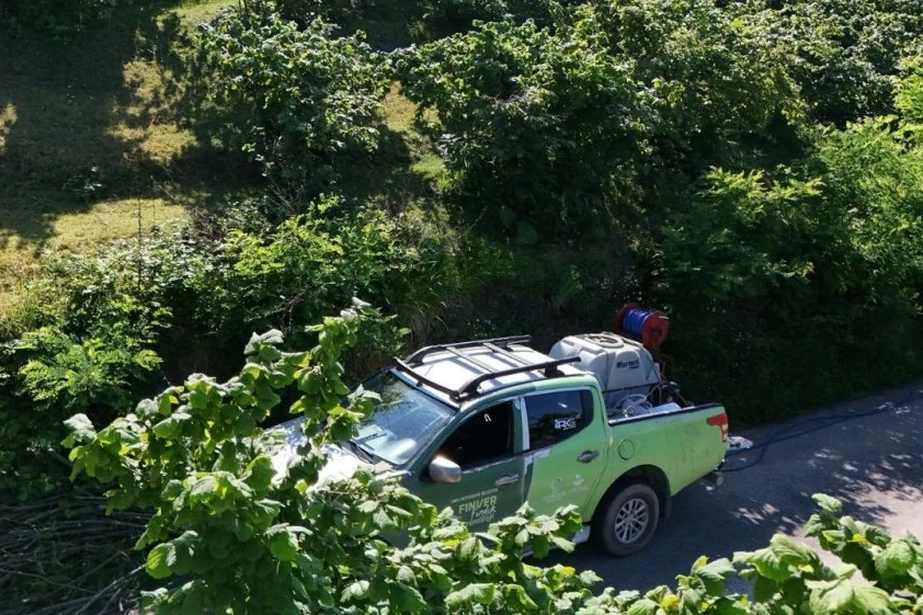 Kahverengi kokarca FINVER bahçelerinde takip altında