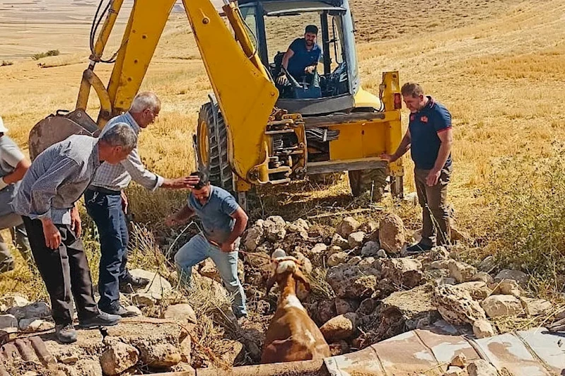 Kuyuya düşen inek kurtarıldı