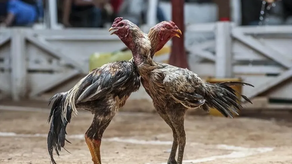 Hayvanları Koruma Derneği Başkanı bahisli horoz dövüşünde yakalandı