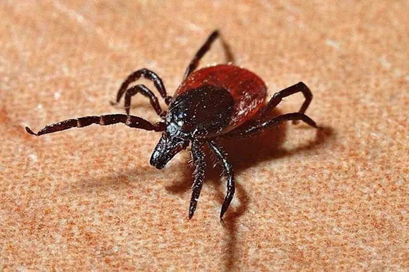 Kırım Kongo Kanamalı Ateşi (KKKA) bir canı daha hayattan kopardı