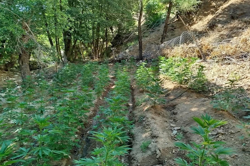 Bingöl’de 17 binden fazla kök kenevir ve skunk ele geçirildi