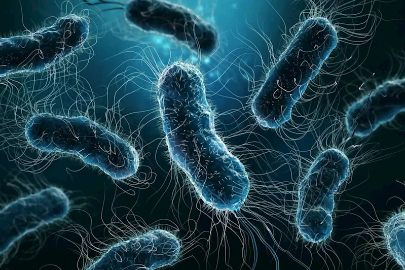 Lejyoner hastalığına karşı özellikle klima bakımını ihmal etmeyin!