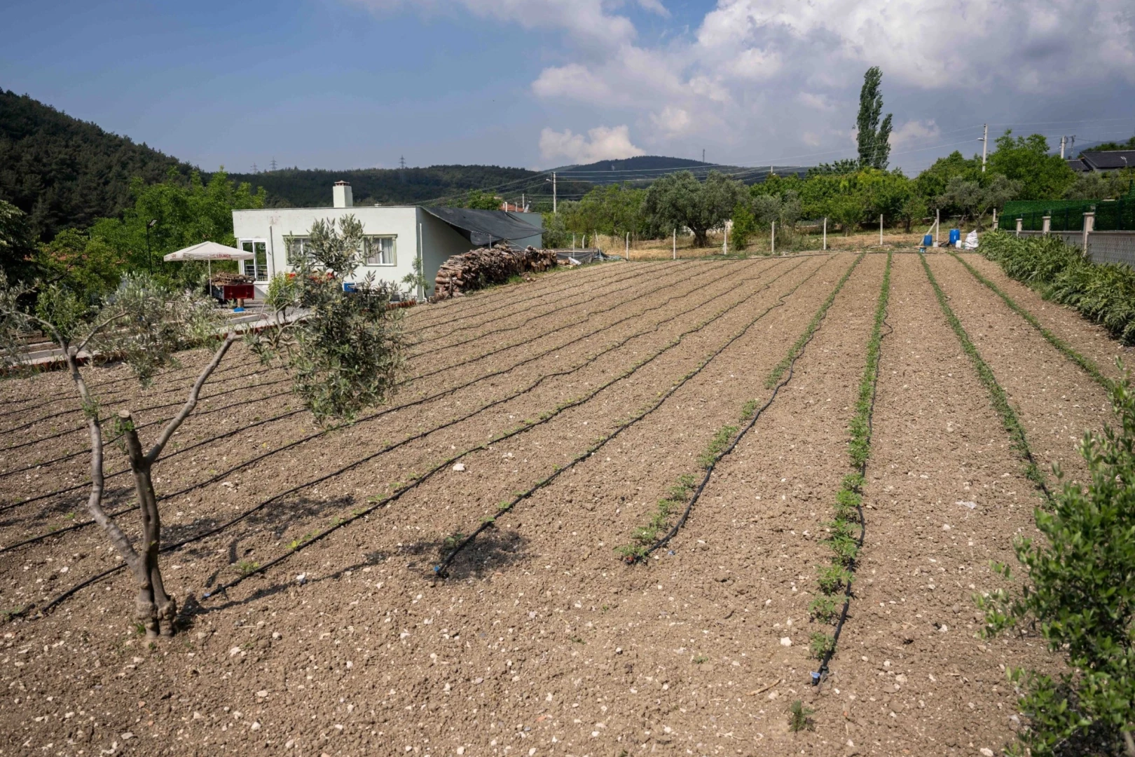 Kurbanlık hayvanların atıkları Bornova
