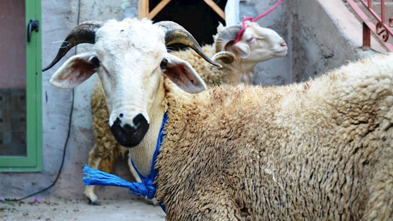 Kurban Bayramı nedir? Neden kutlanır? Arife ve bayram günleri yapılması gerekenler 