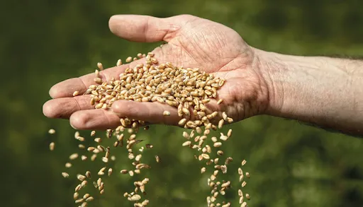 Güneydoğu’dan ABD’ye Hububat İhracatı Yüzde 30 Arttı