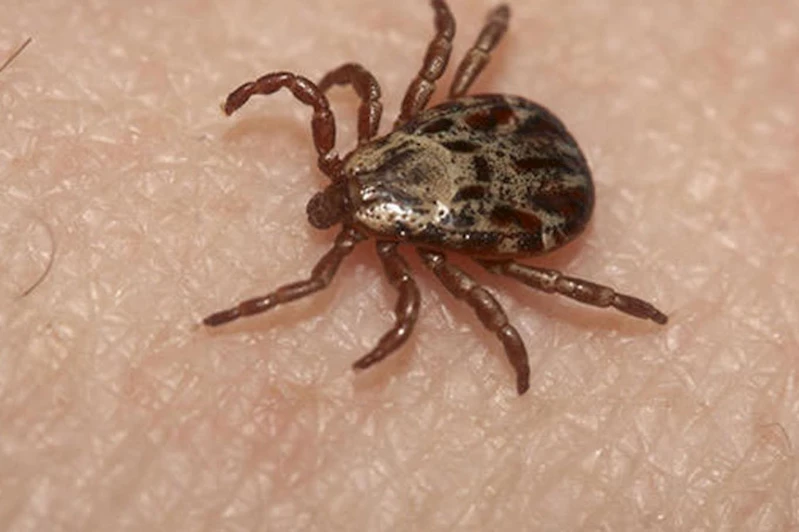 Sağlık Bakanlığı