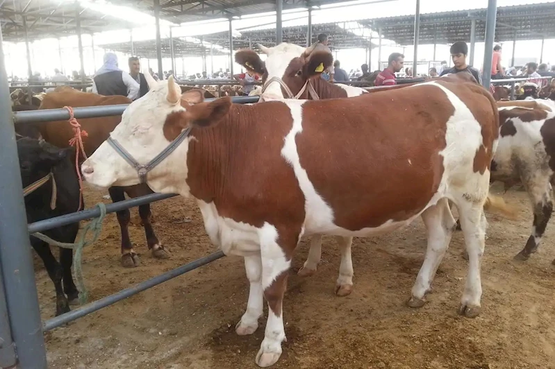 Ortak kesilen kurbanlarda niyet birliği şart mıdır?