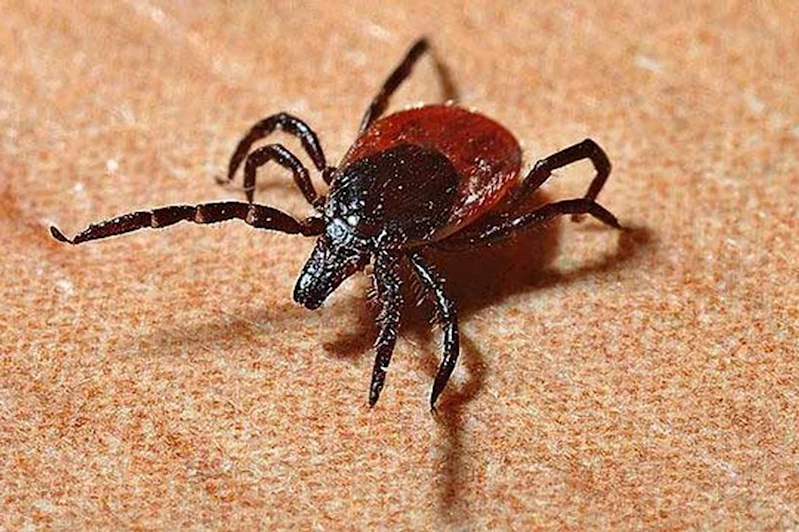 Kırım Kongo Kanamalı Ateşi tedavisi gören kişi öldü