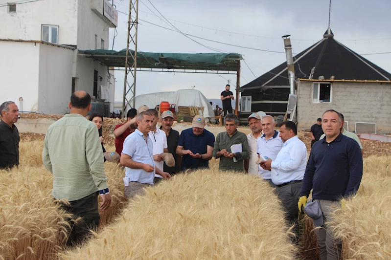 “Tarla Günü” etkinliğinde kuraklığa dayanıklı buğday tanıtıldı