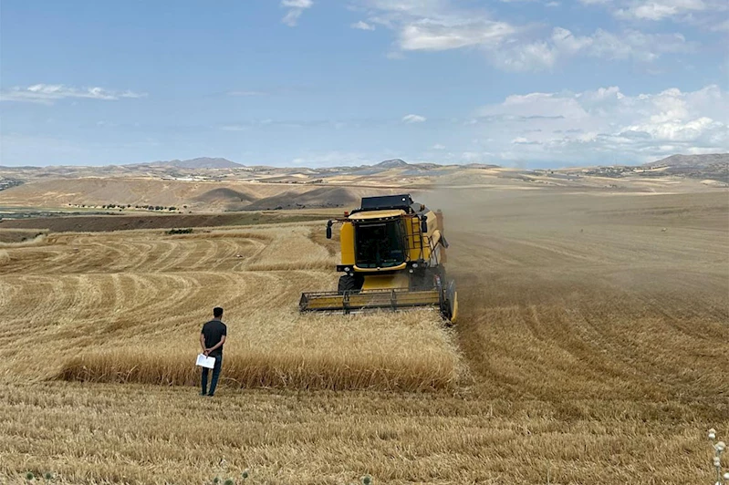 Palu’da hububat hasadı başladı