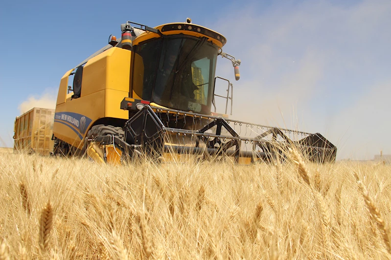 Buğday hasadı devam ediyor: Çiftçi memnun