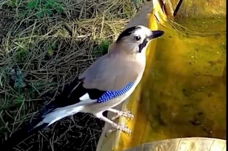 Fotokapanlar Uludağ’da Alakarga