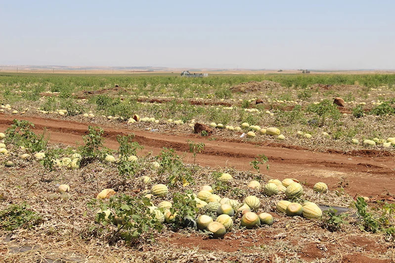 Karpuzun tarladaki fiyatı 2,5 TL