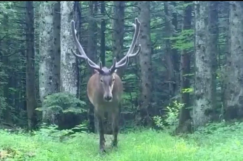 Bursa’da kızıl geyik görüntülendi