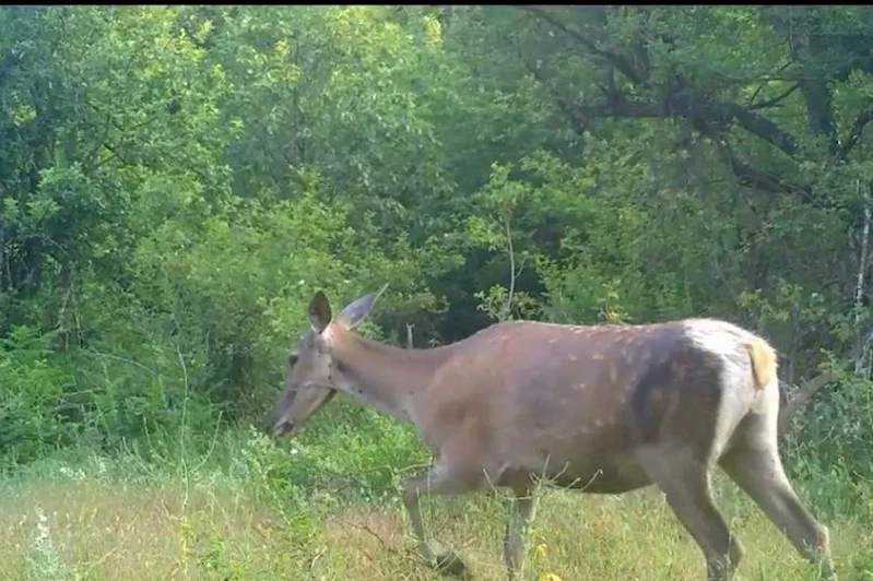Türkiye’nin en büyük geyik türü olan kızıl geyik, Bursa