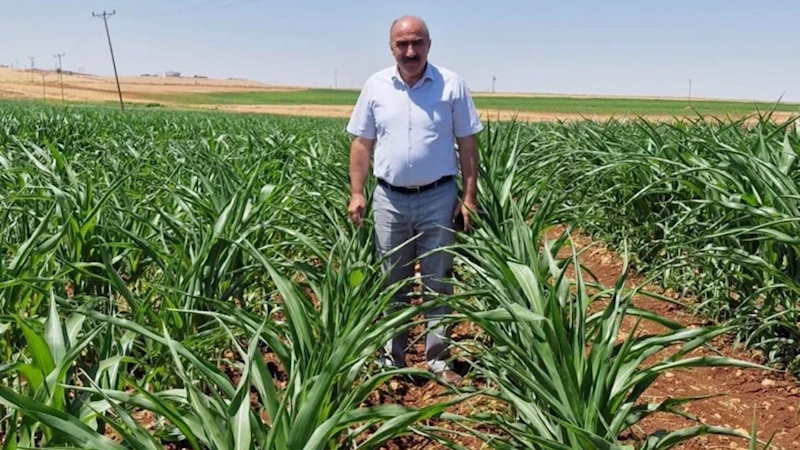 DEVA Parti’li Mehmet Anaç: ‘500 bin ton sıfır vergili mısır ithalatı tarımı iflasa sürükler’ 