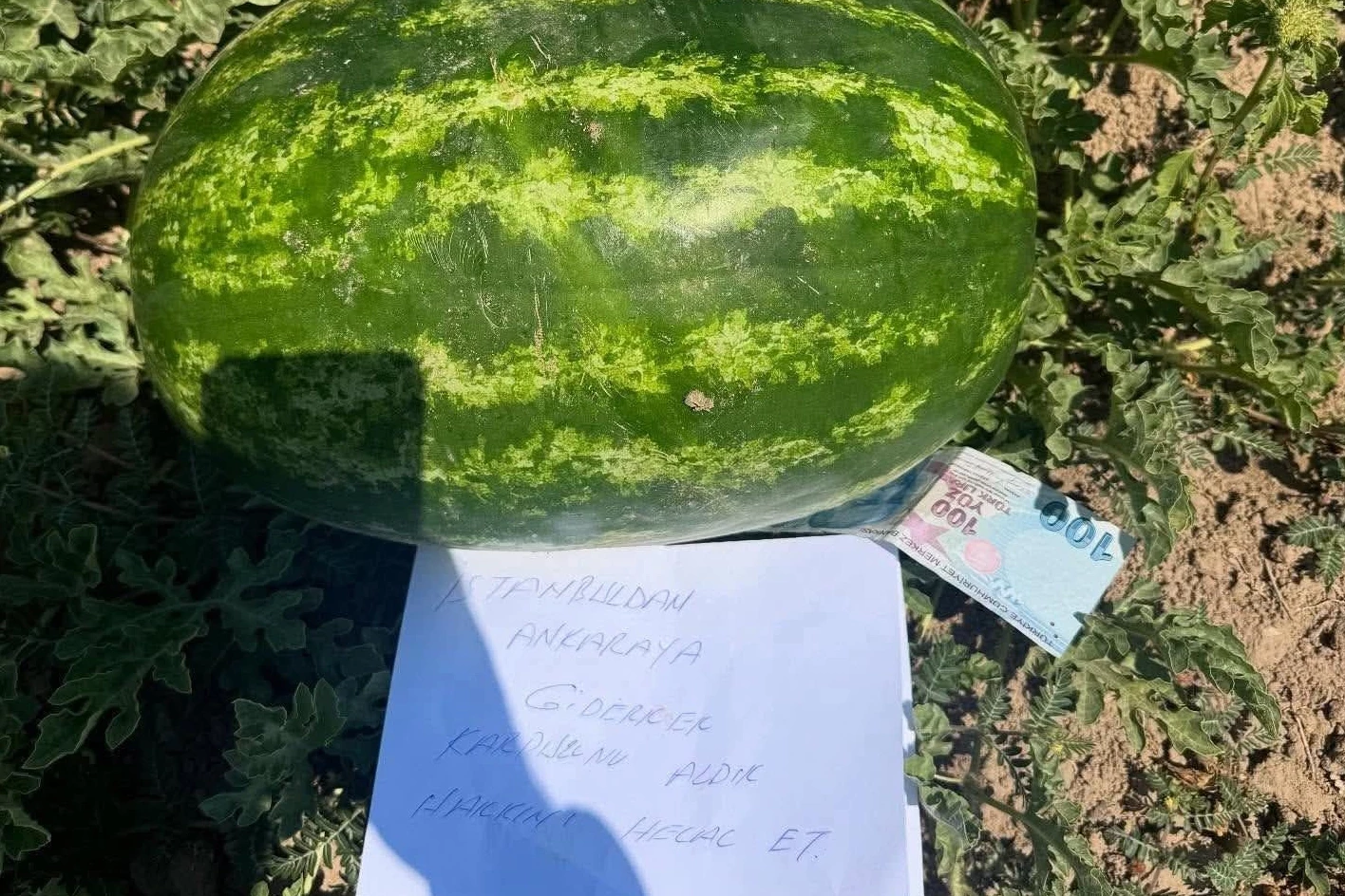 Tarlaya 100 TL ve özür notu bıraktı!