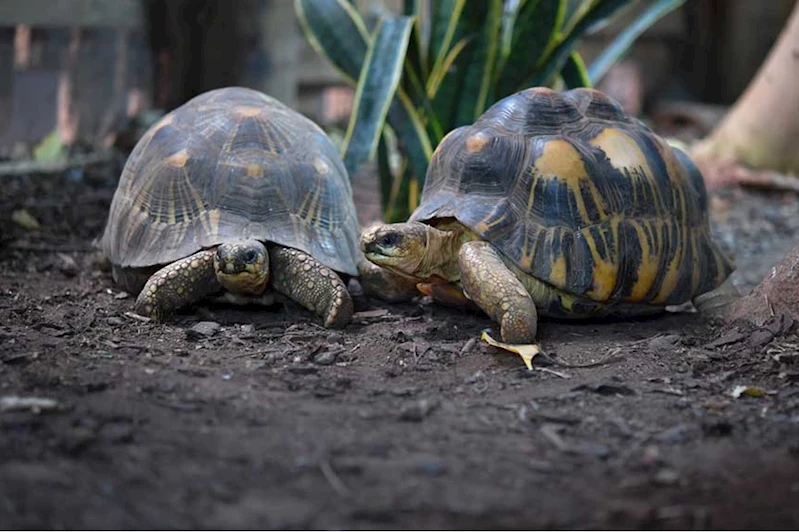 İngiliz bilim insanları, kaplumbağaların kanser tedavisinin anahtarı olabileceğini düşünüyor