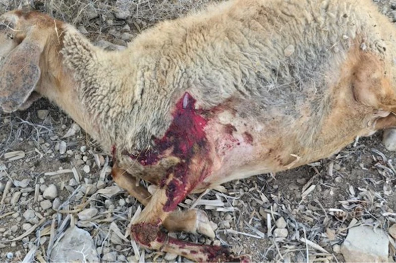 Siyonist yerleşimci çeteler Filistinlilere ait 117 koyunu telef etti