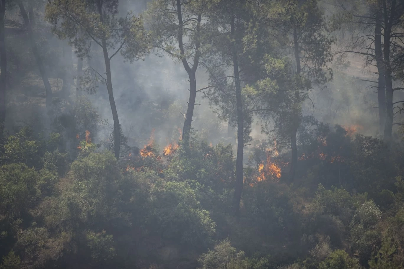 Seferihisar ve Menderes yangınlarının bilançosu ağır