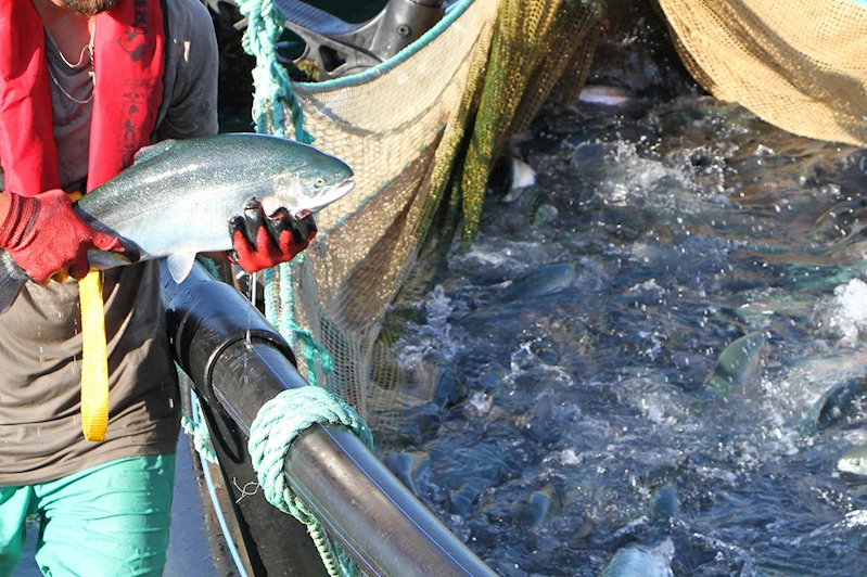 Somonun ihracat hedefi 1 milyar doları aşmak