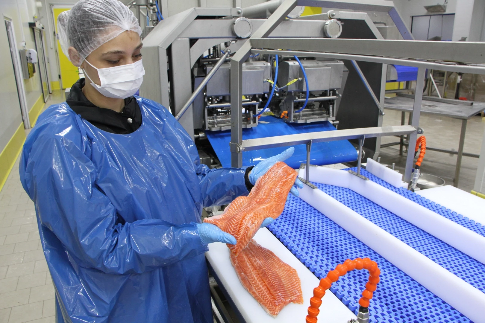 Türk somonu ihracatı rekor kırıyor... 2035 hedefi 1 milyar dolar