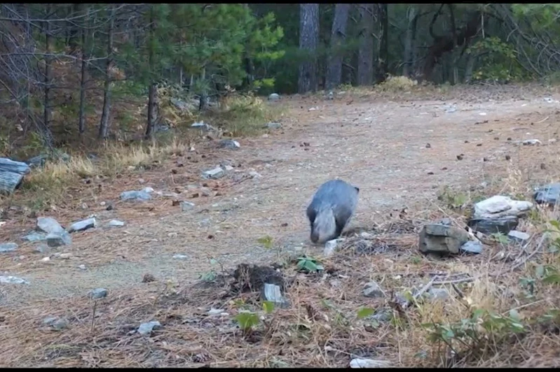Balıkesir’de nadir rastlanan porsuk fotokapana yakalandı