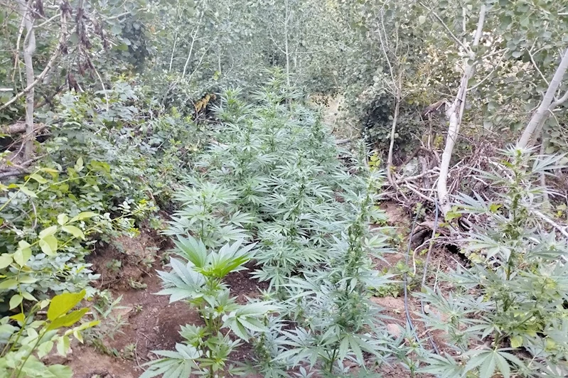 Bingöl’de 2887 kök kenevir ele geçirildi