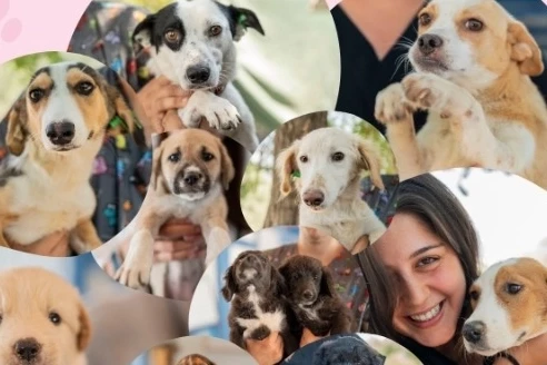 Muğla Milas’ta sevgi dolu yuvalar aranıyor