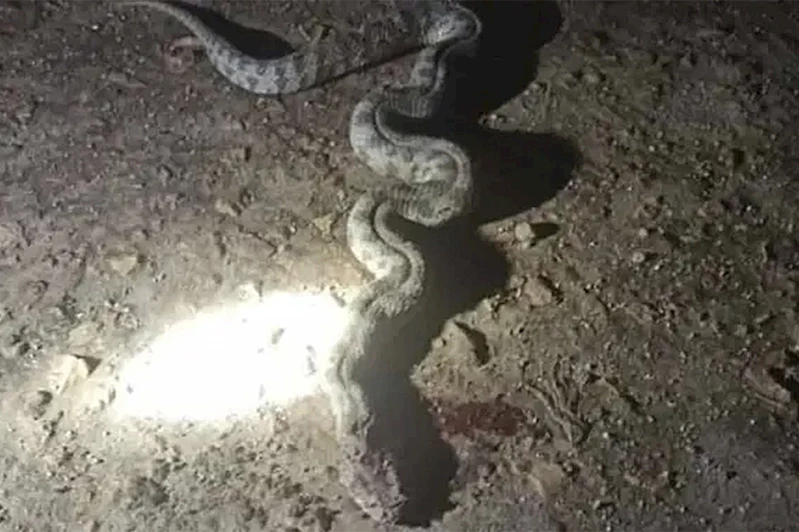 Şanlıurfa’da yılan paniği: Evin bahçesinde görüldü