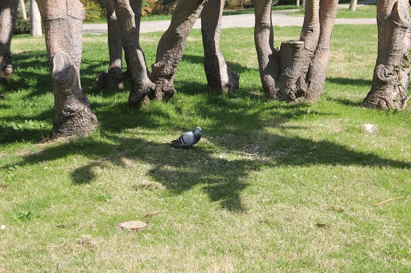 Ülke genelinde kavurucu sıcaklıklar devam ediyor