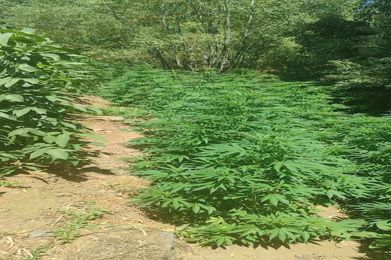 Bingöl’de yaklaşık 18 bin kök kenevir ele geçirildi