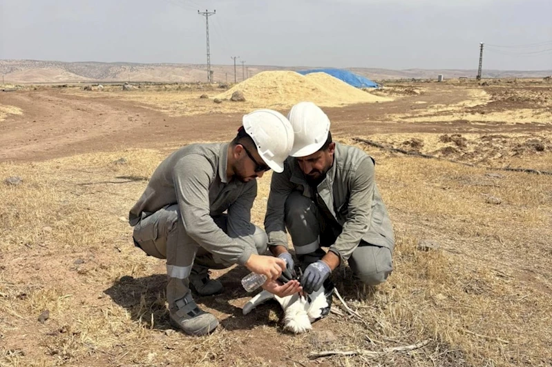 Sıcaktan bitkin düşen leyleğe elektrik ekipleri sahip çıktı
