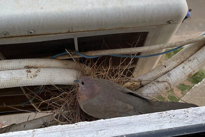 Batmanlı vatandaş, kumru yuvasını korumak için klimayı günlerdir kapatıyor