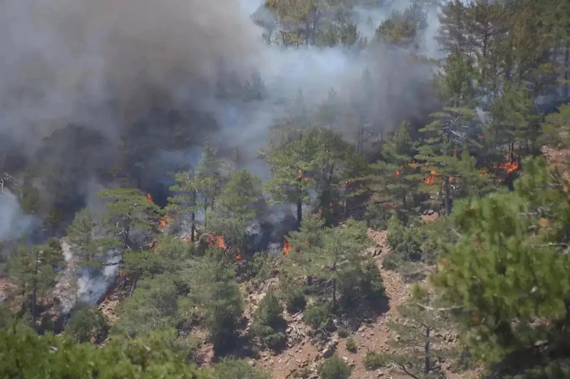 Denizli Tavas’ta orman yangını: Kontrol altına alındı