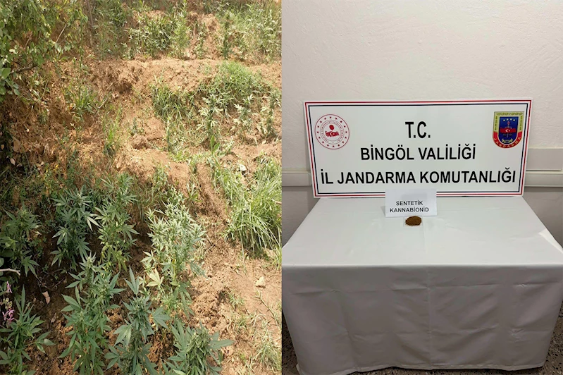 Bingöl’de 746 kök kenevir ele geçirildi