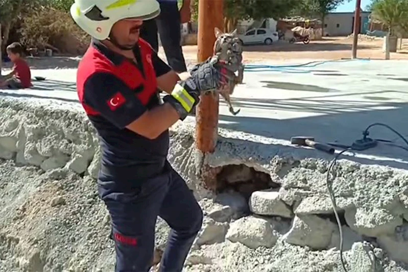 Beton altında mahsur kalan 2 yavru kedi kurtarıldı