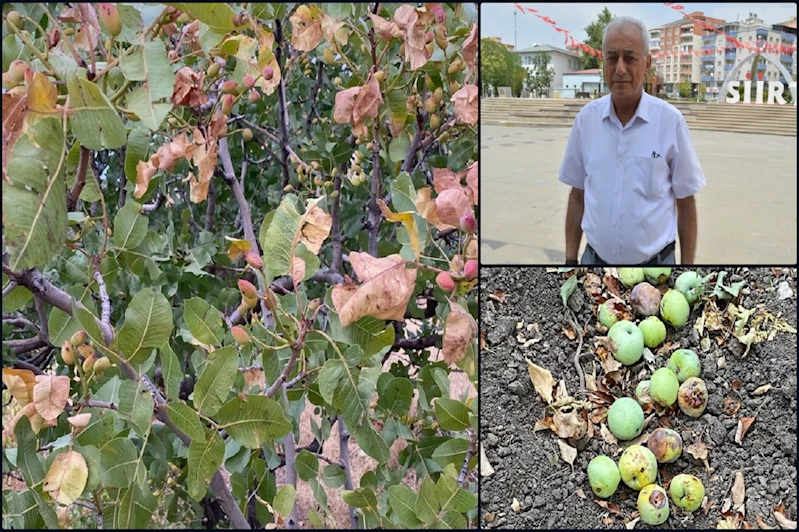 Sıcak hava çiftçileri vurdu: Üretici kuraklık ve sigorta mağduriyetiyle baş başa kaldı