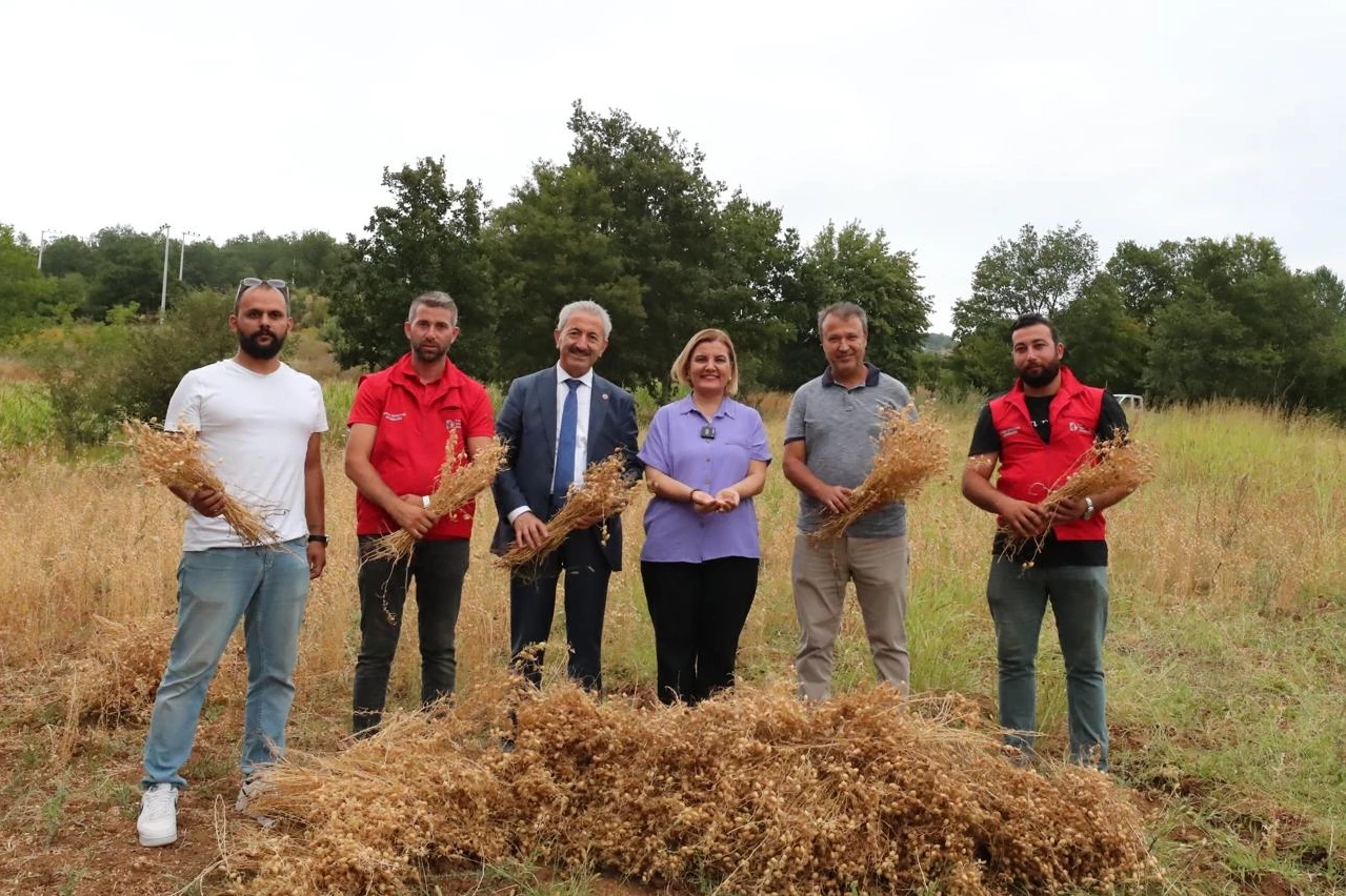 İzmit Belediyesi ilk nohut hasadını yaptı 