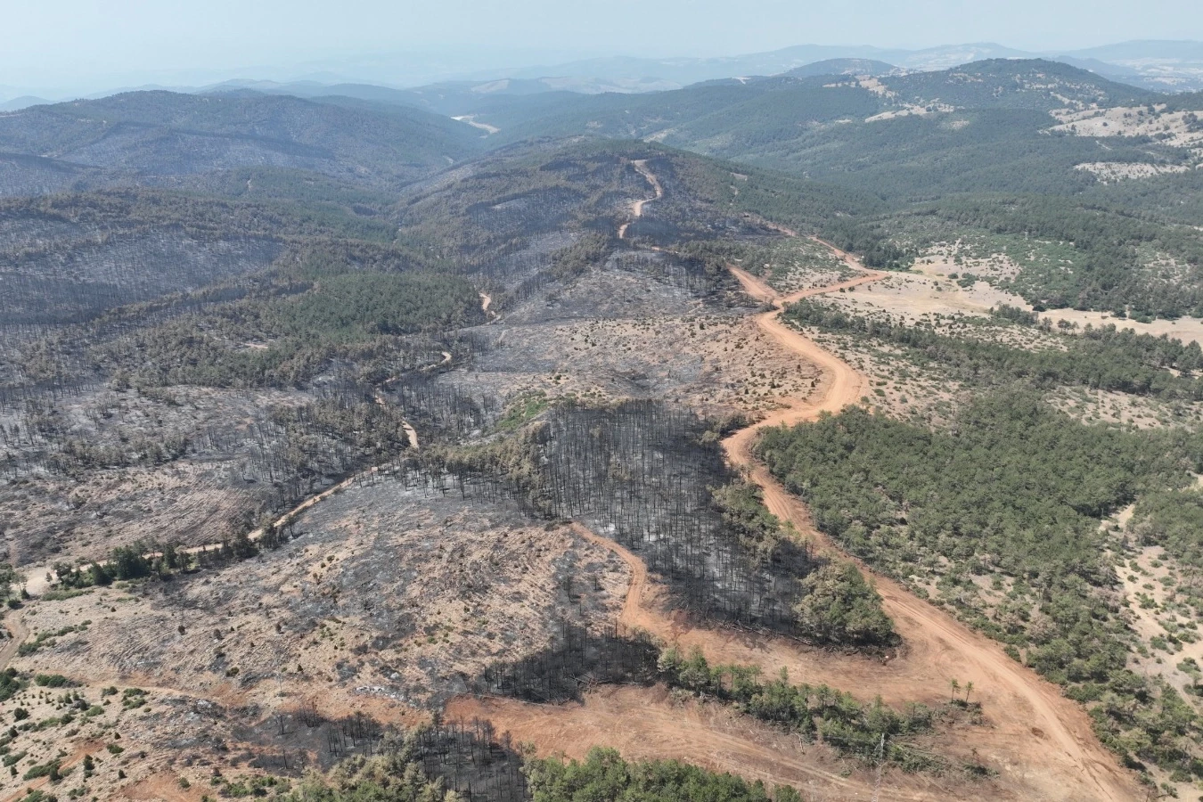 Bursa’da yanan ormanlar yeniden yeşerecek... 11 Kasım’da fidan dikimine davet