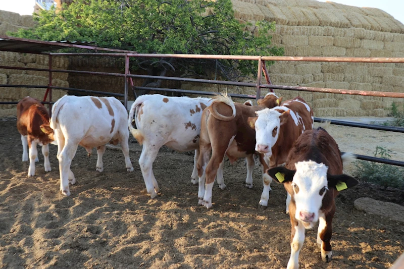 Şap hastalığı yayılıyor: Çiftçi zorda