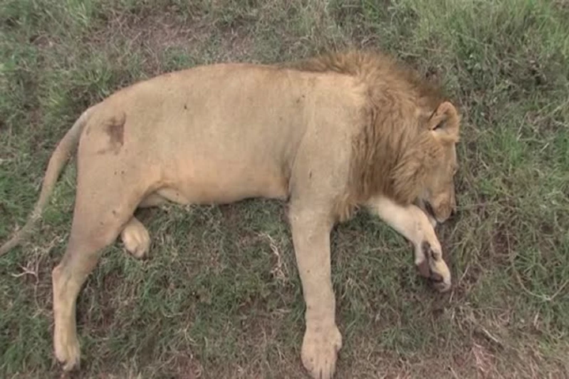 Antalya’da kafesten kaçan aslan bir kişiyi ağır yaraladıktan sonra öldürüldü