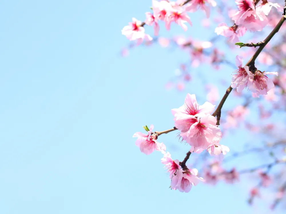 Türkiye Kavurucu Sıcakların Etkisi Altında: Çarşamba Günü 40 Dereceyi Aşacak