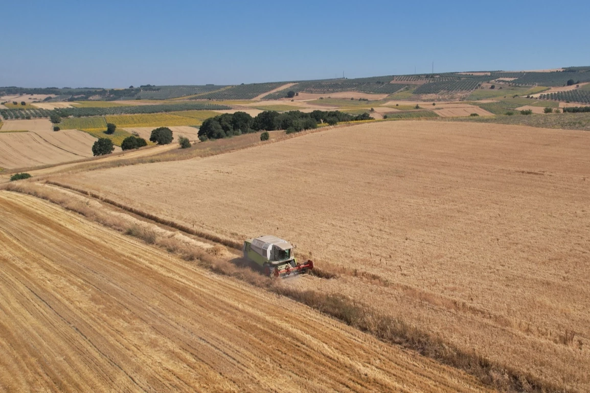 Bursa Nilüfer’de buğday hasadı başladı